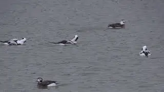 Harelde bor&eacute;ale (Clangula hyemalis) Long-tailed Duck