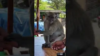 Curious monkey 🐒