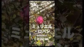 ミュリエル・ロバン Muriel Robin⠀⠀2026 01 18オラールOrardのブッシュ・ローズ。フランスのバラ。French rose