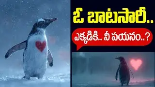ఈ పెంగ్విన్ కథ ఎందుకు కోట్ల మందిని ఏడిపిస్తోంది? | Penguin Love Story Telugu