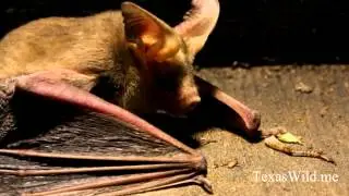 West Texas Wild with Dr. Ray Matlack