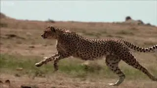 BBC Cheetah Hunt | Alternative Score