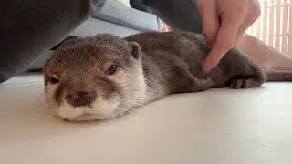 そっくりな寝方する猫2匹、カワウソと3歳児 Two cats sleeping in identical poses, an otter, and a 3-year-old child
