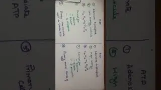 ADP VS ATP