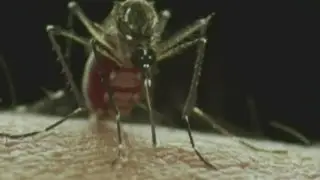 West Nile Virus found in North Knoxville mosquitos, mosquito control to spray area Thursday