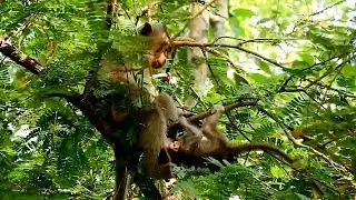 OH God Please Help! Dustin crying nearly fall down from tree , Spring kidnapped Dustin