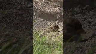 Bird Digging in the Dirt | Ground Foraging in New Zealand