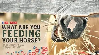 What Are You Feeding Your Horse?