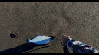 Halibut on the fly - Crissy Field