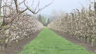 Rogue Valley orchardists can't find workers for harvest