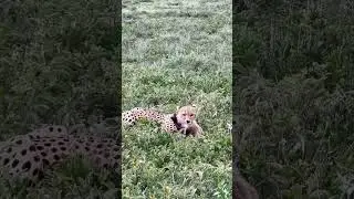 Killing machine, a Calvin season with advantage to predators&hellip; life of claws and death..