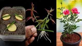 Как вырастить розовое дерево из надреза картофеля (новые методы)