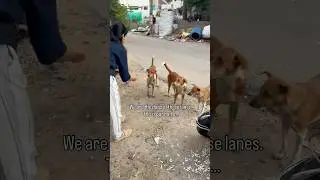 Save Delhi&rsquo;s strays | justice for stray dogs #pets #dogvideos #petrescue #straydogs #straydogsindia
