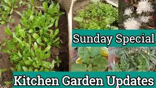 Sunday kitchen Garden Updates||Sunday Garden Vlog||Terrace Kitchen Garden Overview#gardenvlog#update