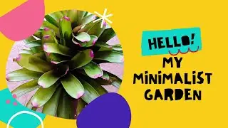 Minimalist GARDEN | Plants Make Me HAPPY | O My Bromeliads | Oswald Timothy Edward