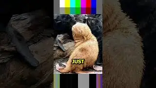 Meet the Ultra-Rare Ginger Albino Seal Pup!