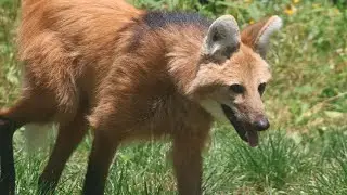 Visiting the Endangered Wolf Center and World Bird Sanctuary!!!
