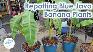 Repotting Blue Java Banana Plants near Seattle, zone 8