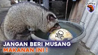 JENIS MAKANAN TERLARANG UNTUK MUSANG! #SAWAN