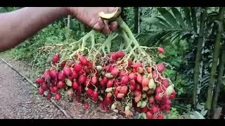 Arecanut Variety | Triandra Arecanut | Srilankan Arecanut Variety | Profitable Small Areca Plant