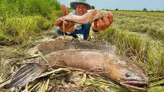 How to Successfully Fish for Copper Snakehead in 2025