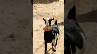 Panda #hfa #vlogs #animals #farmanimal #bull #cattles #cattlefair #animals #bull #petlover #pets