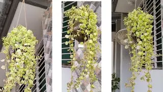 Hanging plants ideas || Hanging plants indoor