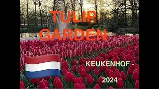 Keukenhof Tulip Garden - March end 2024