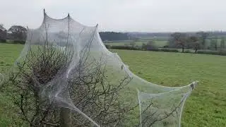 Spectacular Spiders' Web: Storeton Woods, Wirral