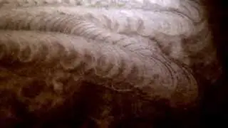 Roto vac Phoenix carpet cleaning