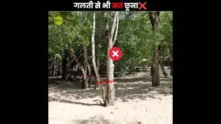 Never Touch This Tree 🌳