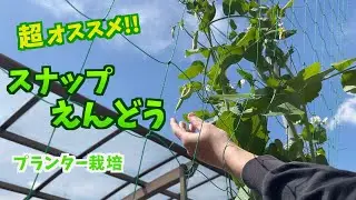 [Сад для рассады] Стручковый горох: от посева до сбора урожая