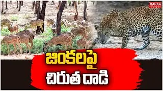 జింకలపై చిరుత దాడి | Leopard Attacks Deer At Tirupati | Mahaa News