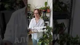 Какое растение вам никак не даётся? #алоказия #комнатныерастения #растения