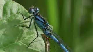 Common Blue Damselfly