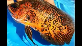 Leopard Oscar