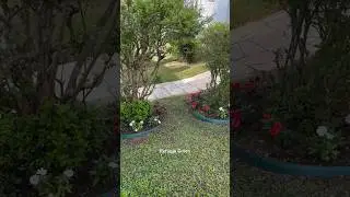 Jardim com flores (Sunpatiens)🌿 #garden #flowers