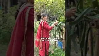 dragon fruit plant# 🍑🍑🌿🌿🍁🍁#youtubedragon plant ki dek#dragon fruit grow at home