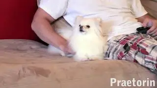 Cutest Howl EVER
