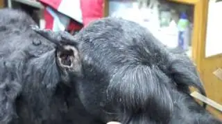 Pet Grooming Giant Schnauzer head