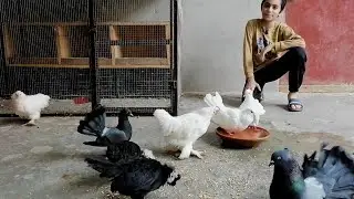 Bantom chiken, Polish chicken, Ducks