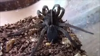 Woods Wild Wolf Spider!