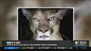 Mountain Lion Tagged in Santa Monica Mountains