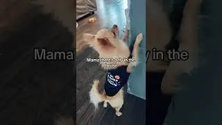 Mama there is a fly in the house! #dog #cute #chihuahua #funnyvideo #thereisafly #fypシ