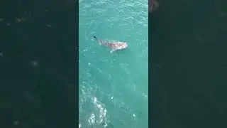 leopard shark sighting 4,5 meters long #shorts