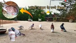 हमारे कबूतर का #बच्चा निकल गया 🐣🥰🕊️