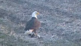 Bald Eagle vs Rabbit