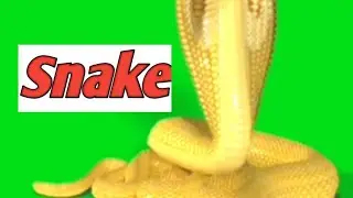 Snake green screen video.