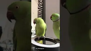 Indian Ringneck parrots screaming