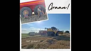 Tarwe oogst 2025